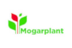 Mogarplant